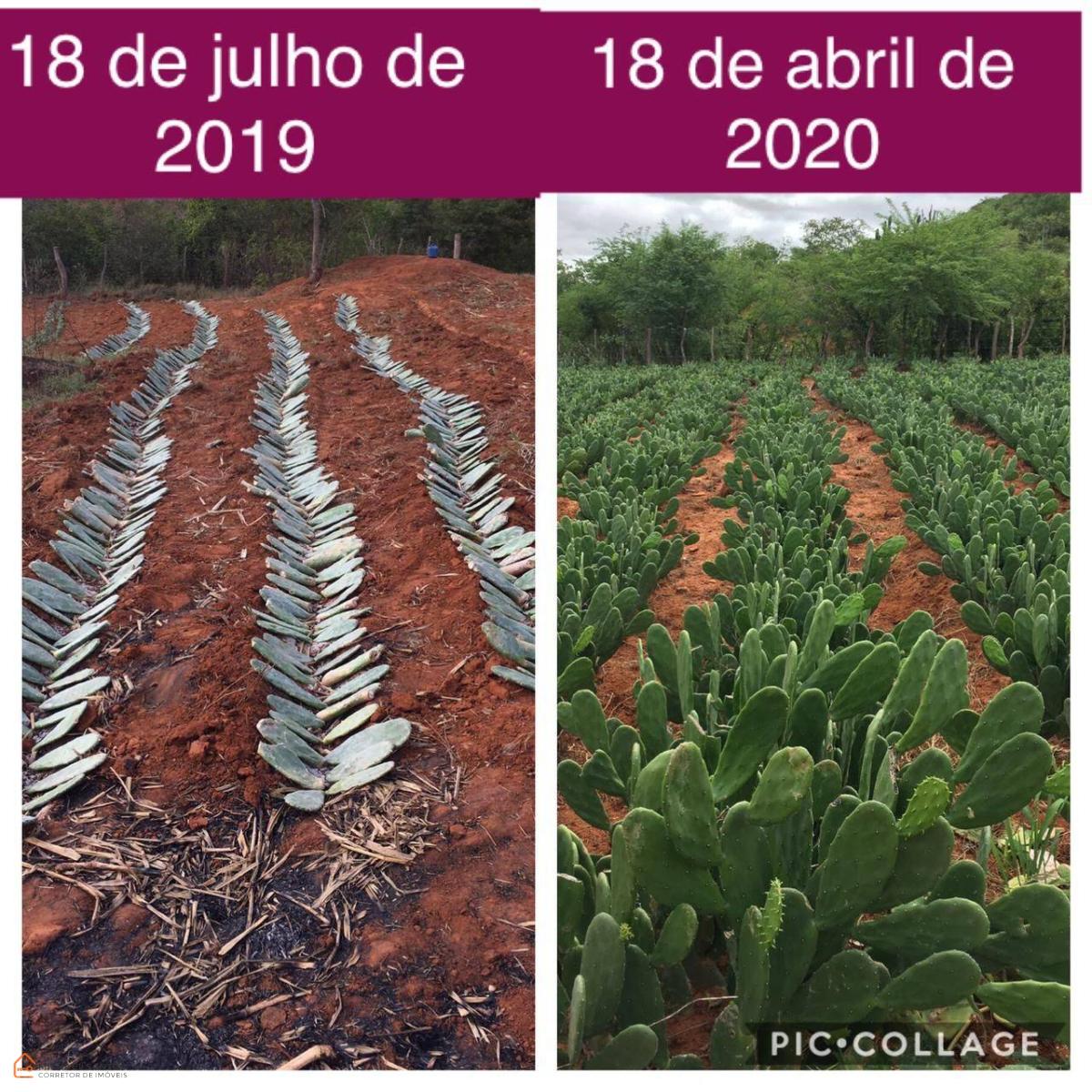 Fazenda em Jequié, Bahia, 483 hectares, fazenda produtora, agricultura e venda de mudas e silagem, capiaçu e palma, fazenda na beira da pista!